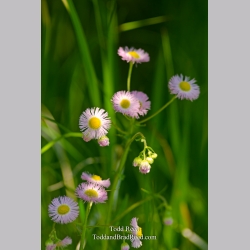 Daisy Day