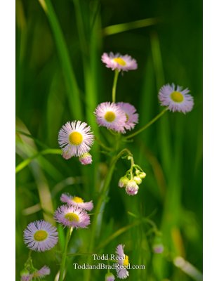 Daisy Day