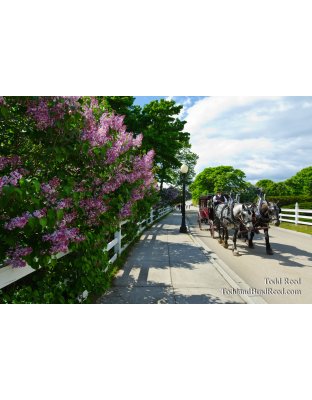 Land of Lilacs