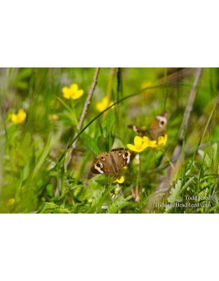 Butterfly Morning