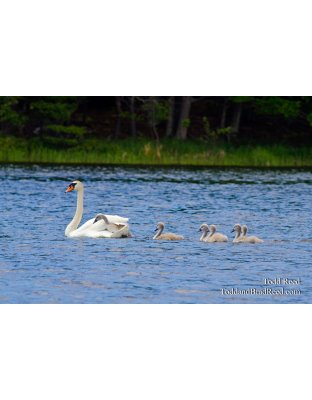 Hitching a Ride