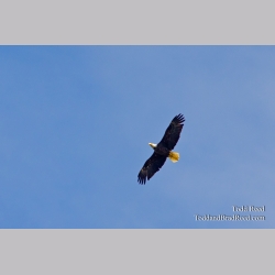 Soaring Eagle