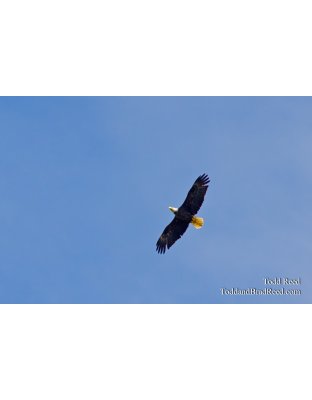 Soaring Eagle