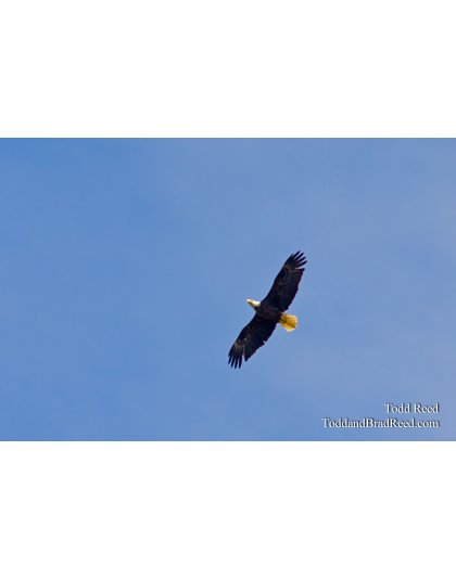 Soaring Eagle