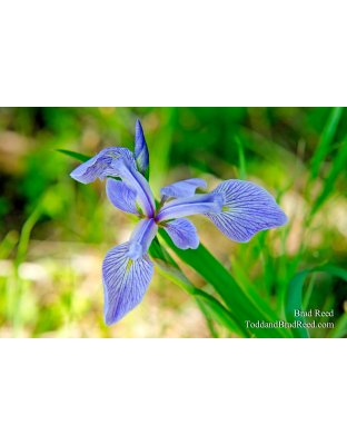Blue Flag