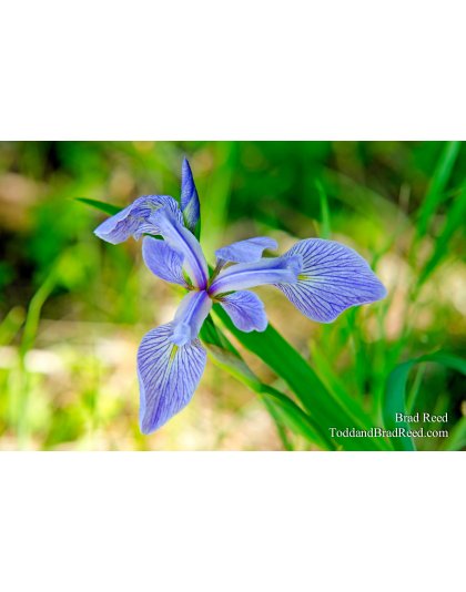 Blue Flag