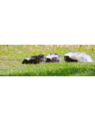 So Stinking Cute - Panoramic