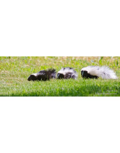 So Stinking Cute - Panoramic