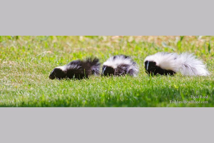 So Stinking Cute - Panoramic