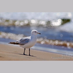 Friends of the Lakeshore