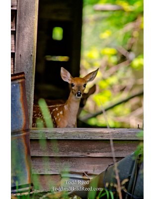 House Guests