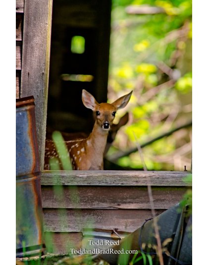 House Guests