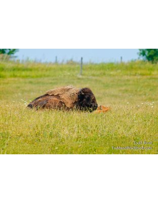 Buffalo Baby