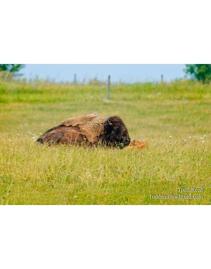 Buffalo Baby