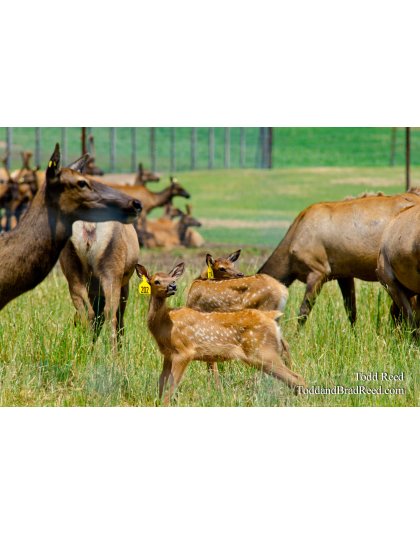 Elk Ranch