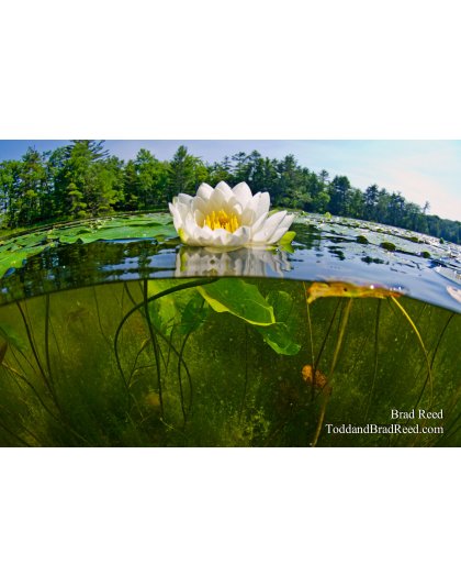 Fish-Eye View