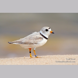 Plover Bling