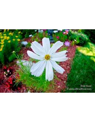 Gorgeous Garden