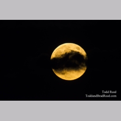 Werewolf Moon