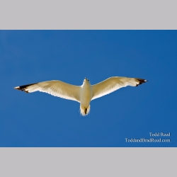Free Gull