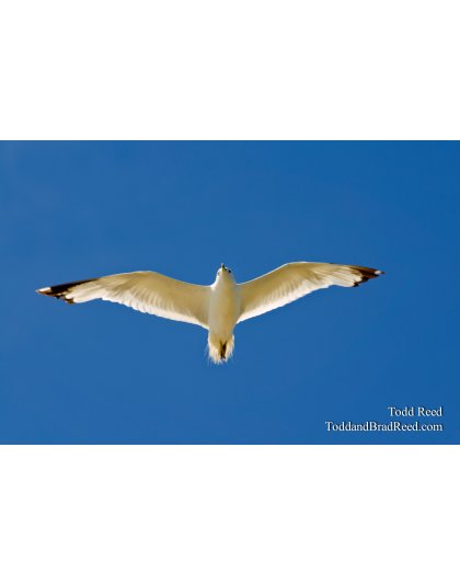 Free Gull