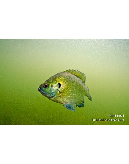 Bluegill