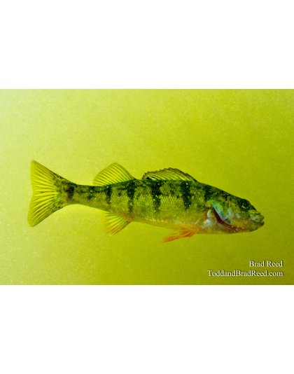 Perch