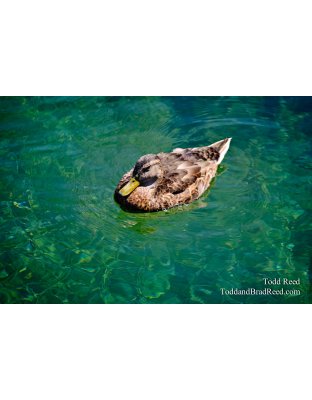 Floating on Emerald Water