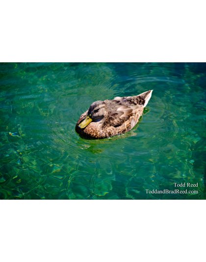 Floating on Emerald Water
