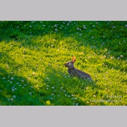 Hare Light