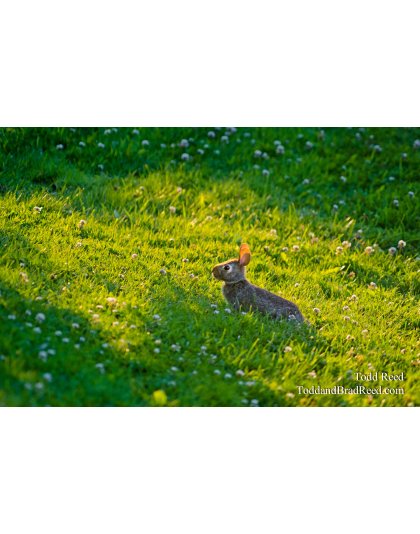 Hare Light