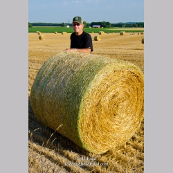 At Home on the Farm - vertical