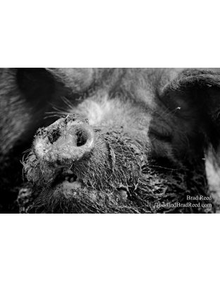 Hog Heaven