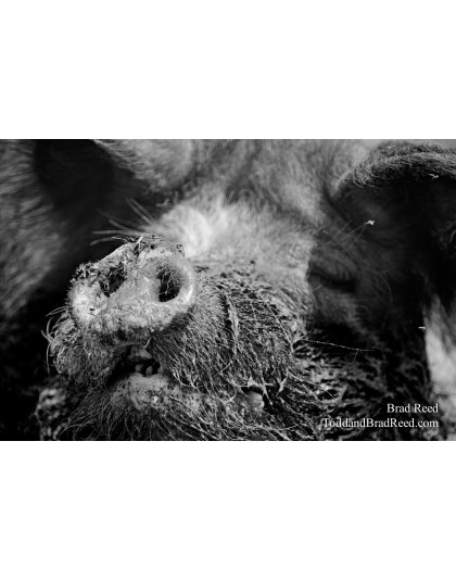Hog Heaven
