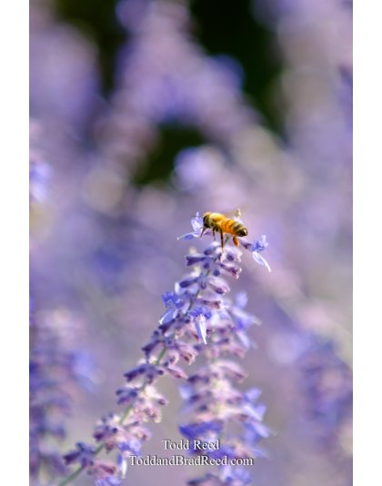 Luscious Lavender