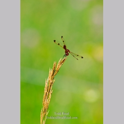 Outdoor Acrobat