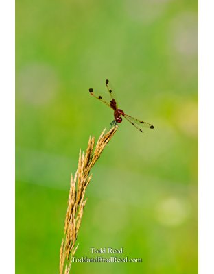 Outdoor Acrobat