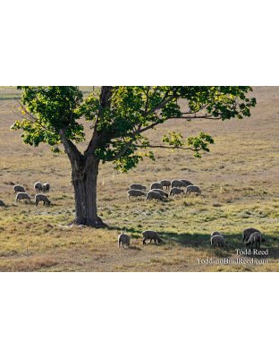 Grazing in the Grass
