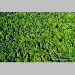 A Michigan Forest from Above
