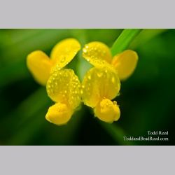 Dewy Symmetry