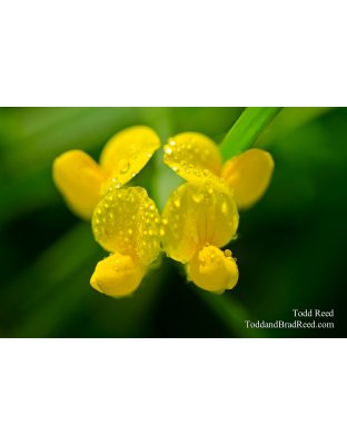 Dewy Symmetry