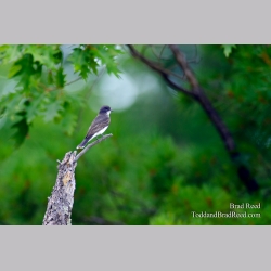 Eastern Kingbird