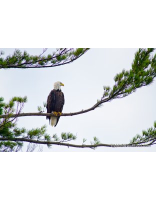 Hunting for Fish