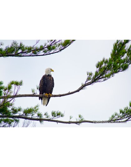 Hunting for Fish