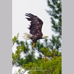 Gear Down