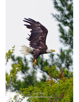 Gear Down