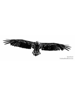 Regal Raptor - Panoramic