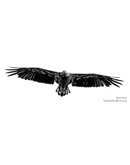 Regal Raptor - Panoramic