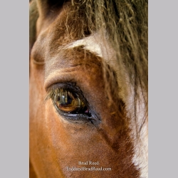 A World Famous Budweiser Clydesdale