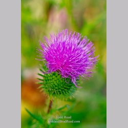 Pretty Prickly